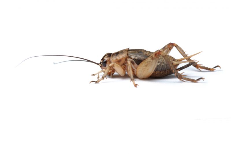 Cricket Control Service in Denton, TX