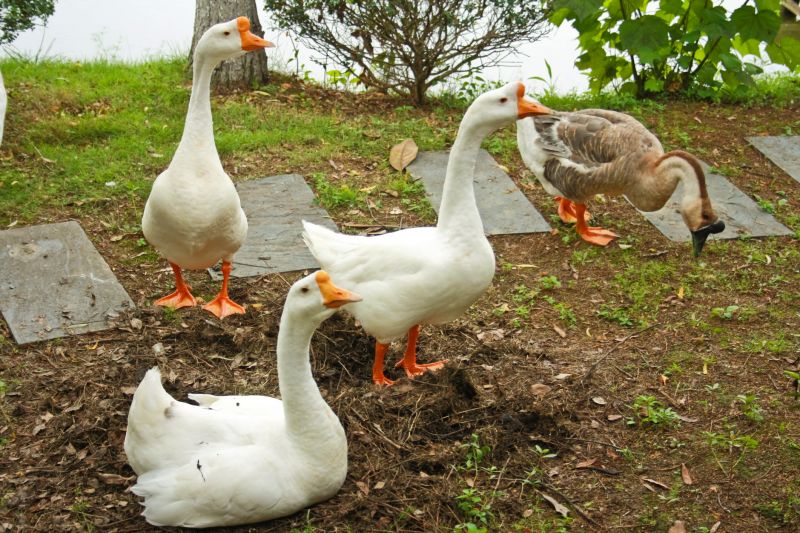 Geese Removal Cost Guide — Cost of Geese Removal