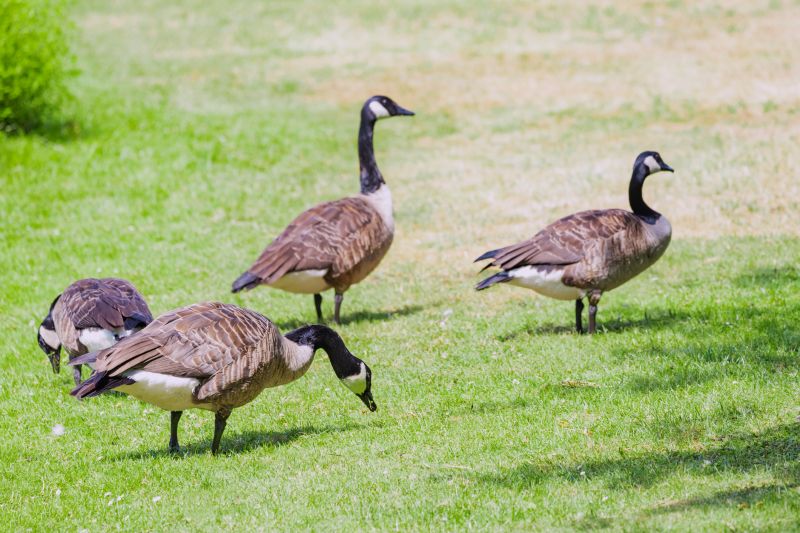 Geese Removal Cost Guide — Cost of Geese Removal