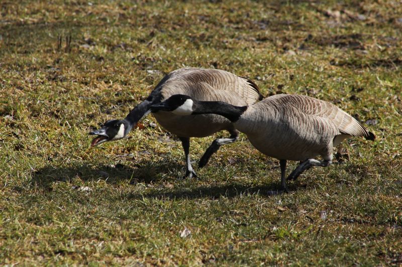 Geese Removal Cost Guide — Cost of Geese Removal