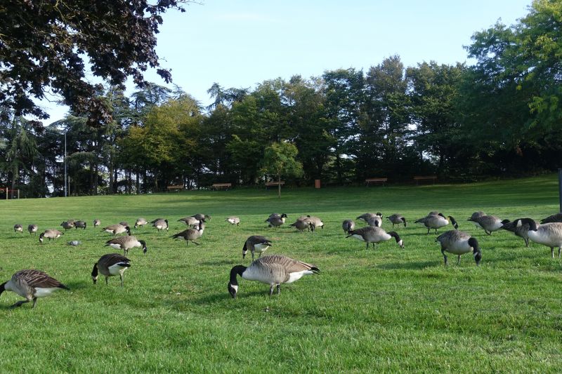 Geese Removal