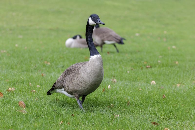 Geese Removal Equipment