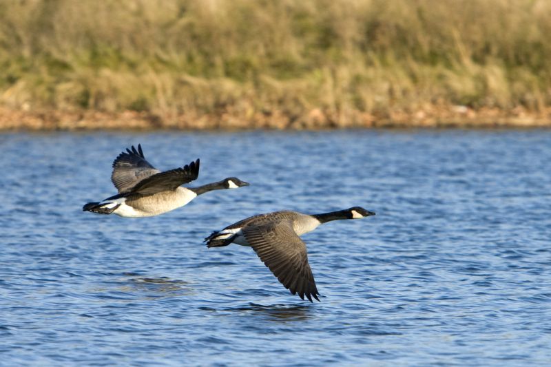 Products For Geese Removals in use