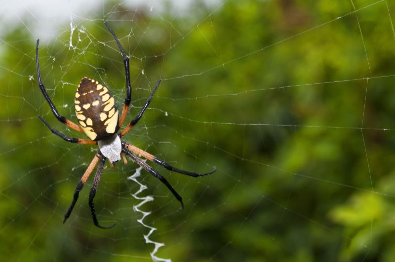 Spider Fumigation Service in Woodbridge, VA