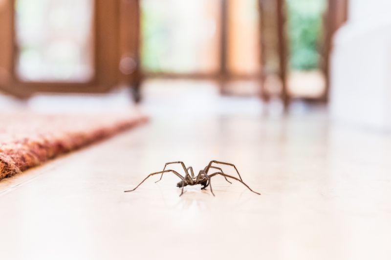 Trapdoor Spider Removal in Katy, TX
