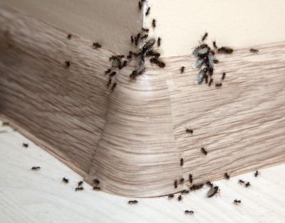 Velvet Ant Extermination in Katy, TX