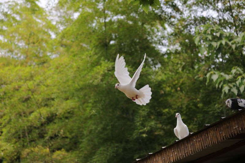 Wildlife Rehabilitation Centers