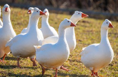 Geese Removal - Geese Removal Darien, Connecticut